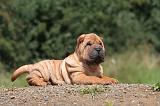 SHAR-PEI 827